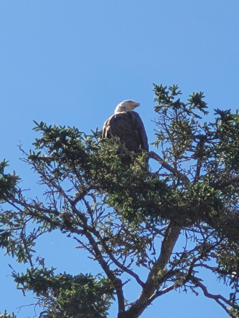 An Eagle Siting on the Tree Under Sky