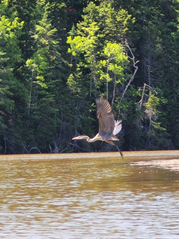 A Bird Flying Above Water Source